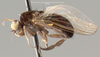 Media type: image;   Entomology 13092 Aspect: habitus lateral view
